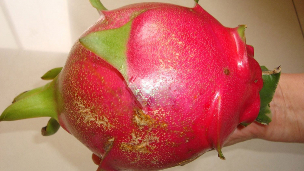 Rau răm, mồng tơi, rau dền Việt Nam bỗng đắt như vàng trên chợ Amazon